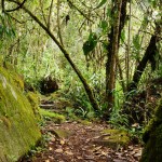 La jungle vers le Macchu Picchu
