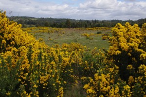 Les champs tout jaunes de Chiloe