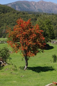 Les arbres rouge vif en fleur