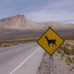 Attention, llamas