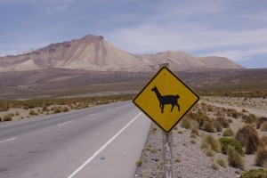 Attention, llamas