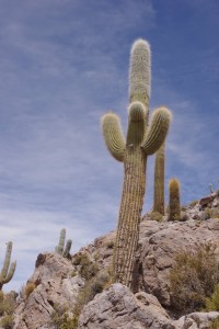 Nos premiers cactus de western !