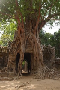 Végétation d'Angkor