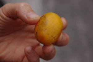 Petit fruit qui ressemble à des mini mangues