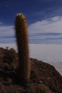 Jeune pousse (200ans)