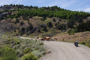 Le gaucho et ses vaches